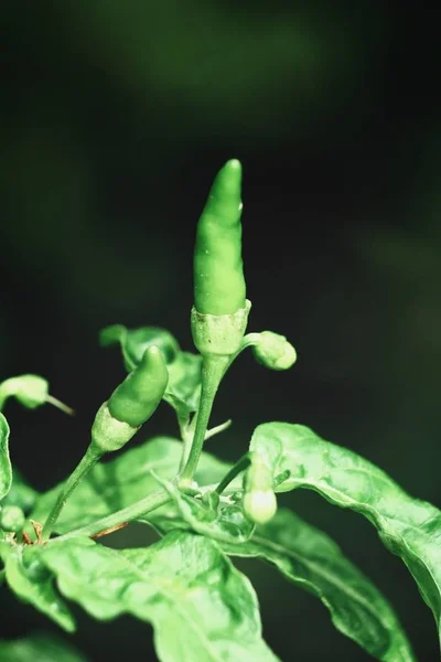 Close Beeld Van Prachtige Groene Chili Plant — Stockfoto