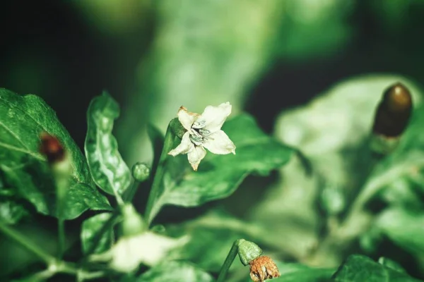 美丽的青辣椒植物特写图 — 图库照片