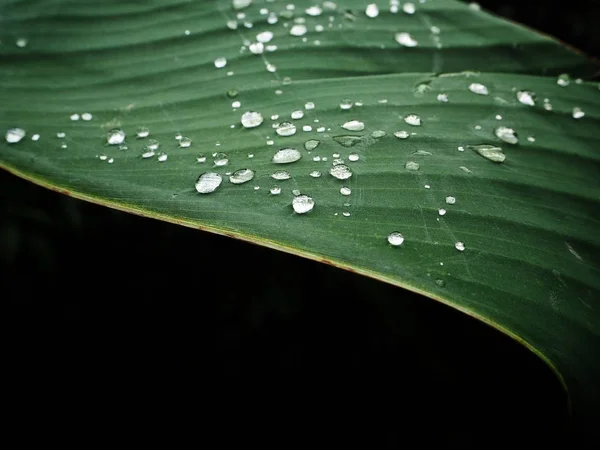 黒い背景に分離した緑の葉の上の水滴のクローズ アップ ビュー — ストック写真