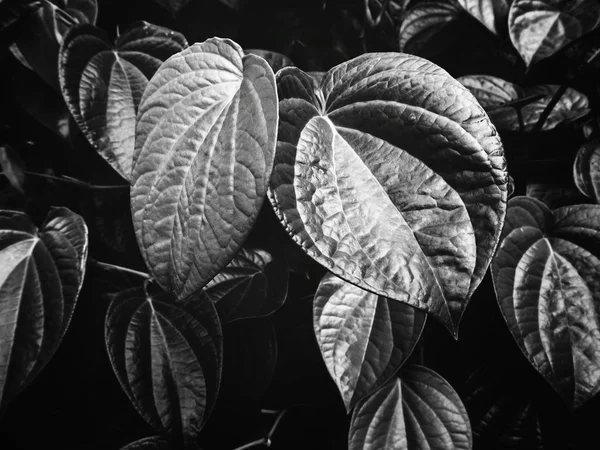 Schwarze und weiße tropische Blätter — Stockfoto © luknaja #298346892