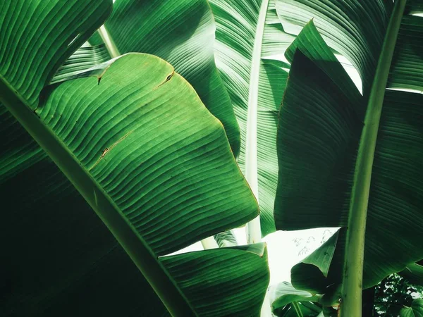 Nära Färska Bananer Löv Texturerat Bakgrund — Stockfoto