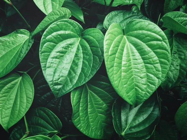 Verde Fresco Betel Folhas Texturizado Fundo — Fotografia de Stock