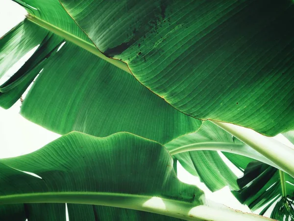 Nära Färska Bananer Löv Texturerat Bakgrund — Stockfoto