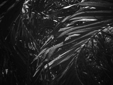 Siyah ve beyaz avuç içi yaprakları