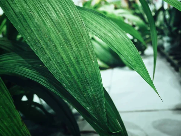 Close View Fresh Green Palms Leaves Background — Stock Photo, Image