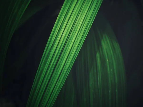 Schließen Sie Die Ansicht Der Frischen Grünen Palmen Blätter Hintergrund — Stockfoto