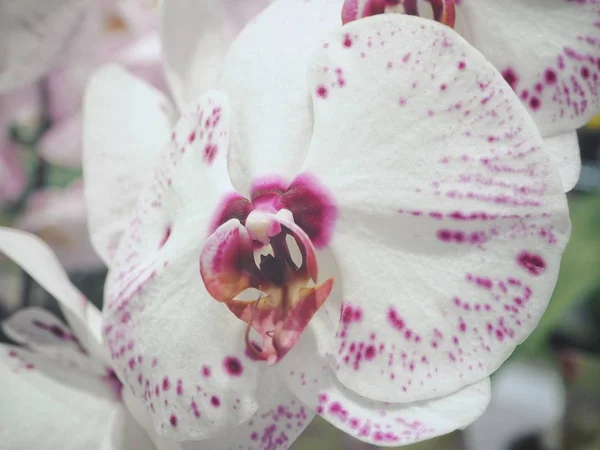 Fechar Vista Fundo Concurso Orquídea Branca — Fotografia de Stock