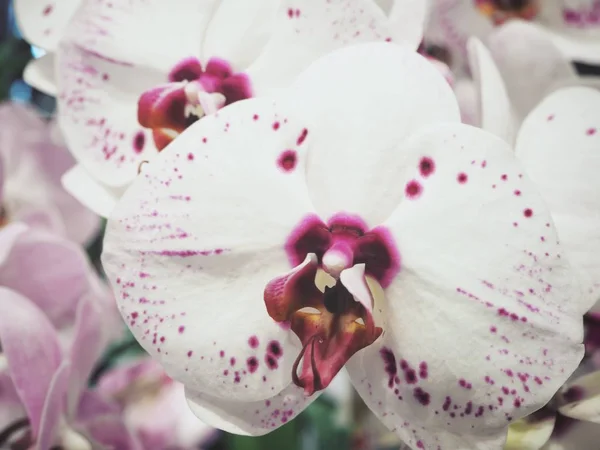 Fechar Vista Fundo Concurso Orquídea Branca — Fotografia de Stock