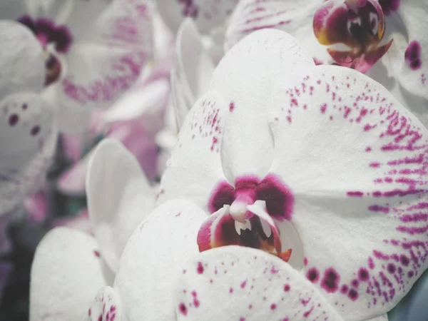 Fechar Vista Fundo Concurso Orquídea Branca — Fotografia de Stock