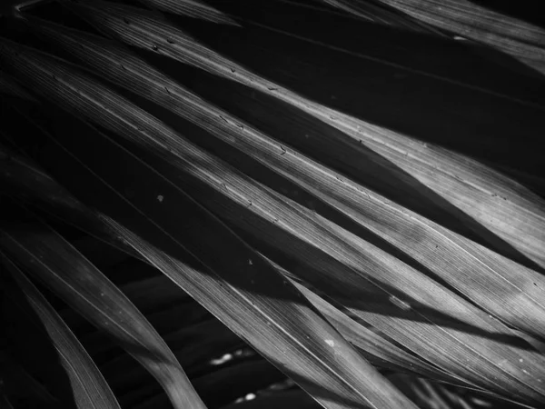 Schwarze und weiße Palmenblätter — Stockfoto