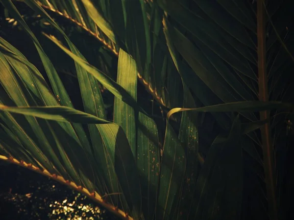 棕榈树叶背景 — 图库照片