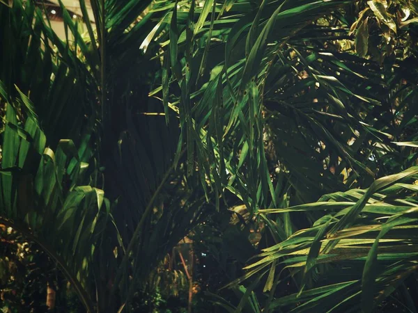 Palme foglie sfondo — Foto Stock