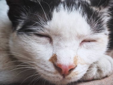 Kedi uykulu namlu görünümü Kapat 