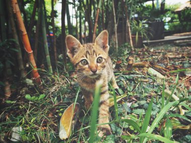 Yeşil çim de küçük brindled kedi 