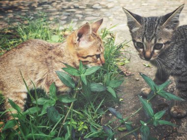 Küçük brindled kedi yavrusu yeşil çimen 