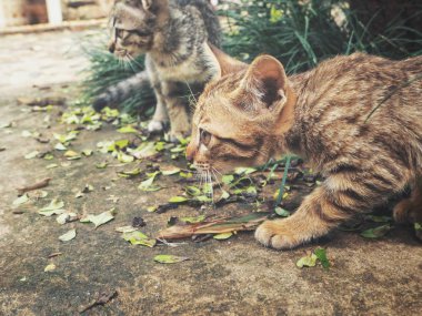 Küçük brindled kedi yavrusu yeşil çimen 