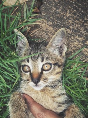 Yeşil çim de küçük brindled kedi görünümünü kapat 