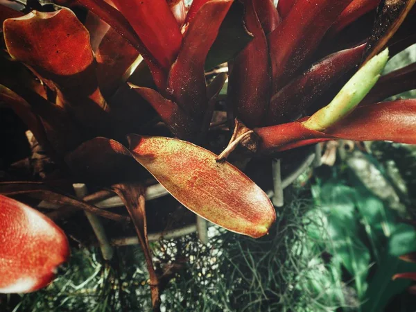Folhas Tropicais Frescas Fundo Texturizado — Fotografia de Stock