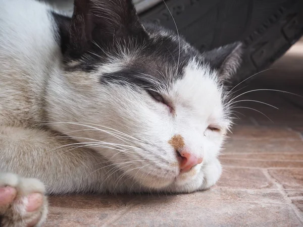 Kedi Uykulu Namlu Görünümü Kapat — Stok fotoğraf