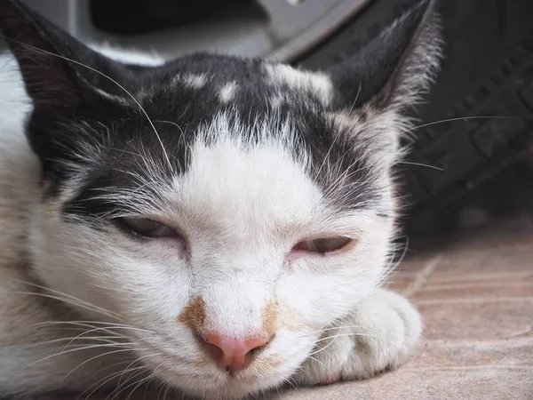 Zavřít Pohled Ospalý Tlamy Kočky — Stock fotografie