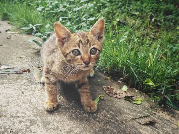 Yeşil çim de küçük brindled kedi 
