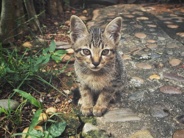 緑の草にぶち子猫 — ストック写真