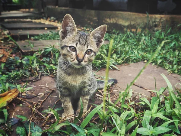 Pequeno Gatinho Raspado Grama Verde — Fotografia de Stock