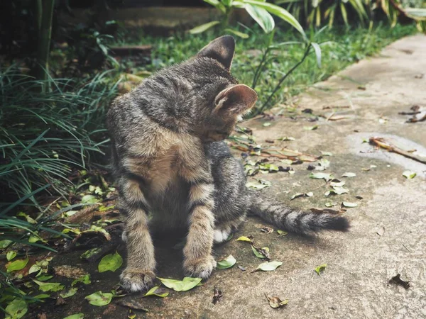 緑の草にぶち子猫 — ストック写真