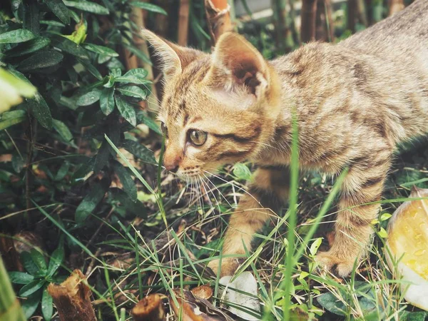 Yeşil çim de küçük brindled kedi 