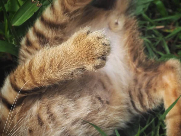 Cropped Shot Cute Furry Cat Lying Green Grass — Stock Photo, Image