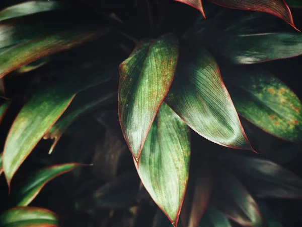 Свежие Тропические Листья Фоне — стоковое фото