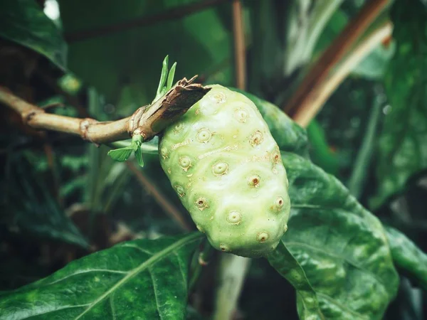 Groene Noni Fruitteelt Boom Tuin — Stockfoto