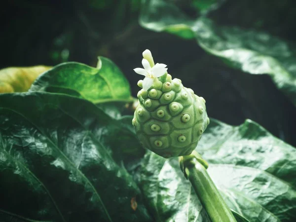 庭の木に成長して緑のノニ果実 — ストック写真