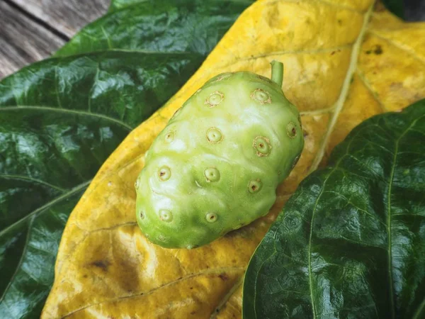 Noni Frucht Auf Grünen Und Gelben Blättern — Stockfoto