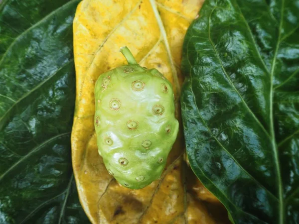 Noni Vrucht Groene Gele Bladeren — Stockfoto