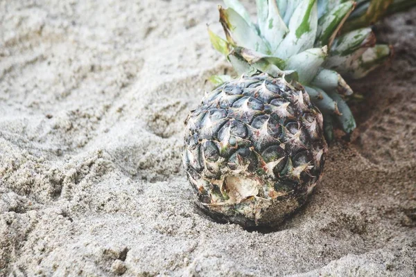 Fresh green pineapple on sandy beach