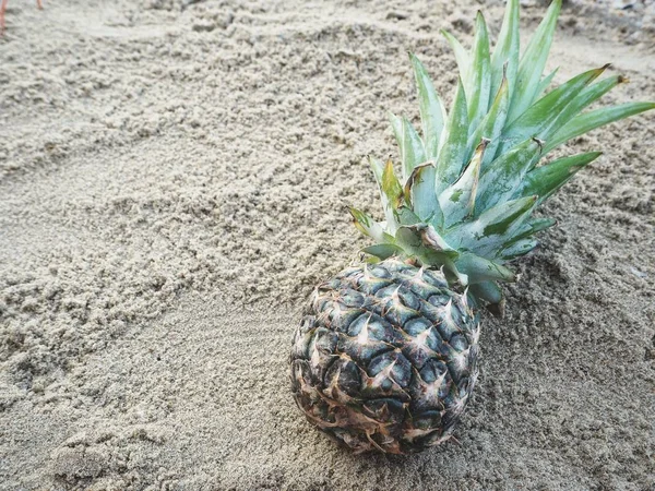 Fresh green pineapple on sandy beach