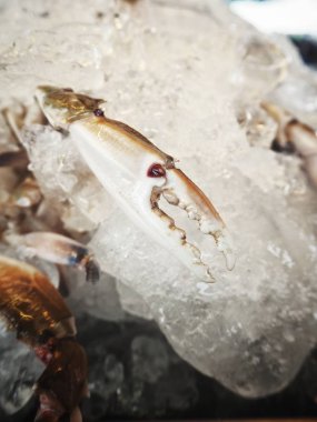 Ham yengeç pençeleri buz görünümü Kapat