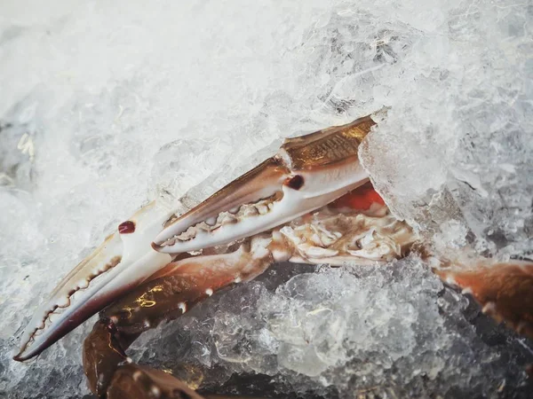 Close view of raw crab claws in ice