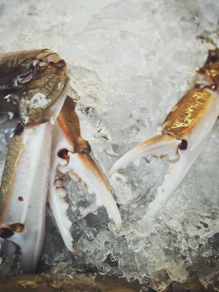 Close View Raw Crab Claws Ice — Stock Photo, Image