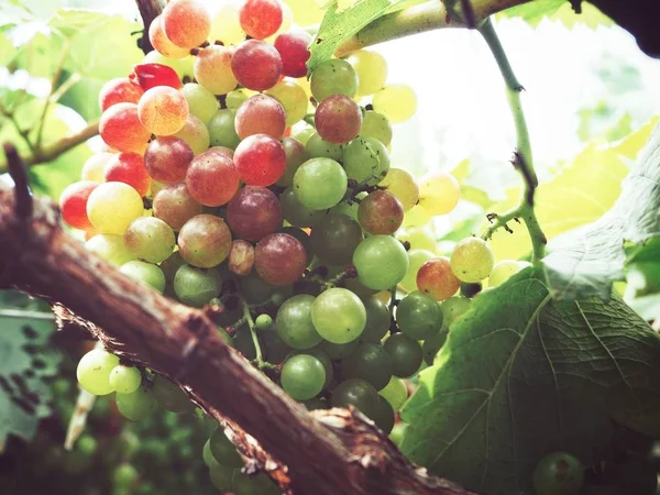 Anggur di kebun anggur — Stok Foto