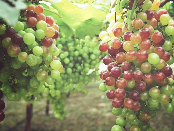 Anggur di kebun anggur — Stok Foto