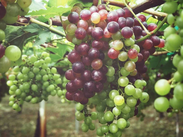 Uvas en viñedo — Foto de Stock