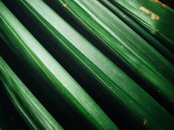 Primer plano de las hojas de pandan —  Fotos de Stock