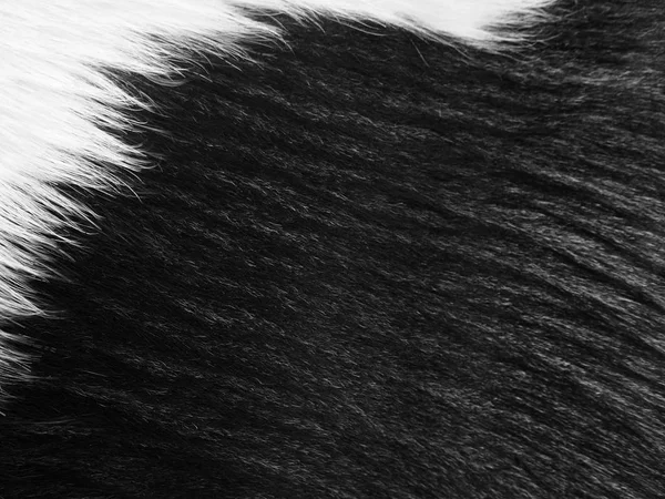 Vista Cercana Textura Piel Vaca Blanca Negra —  Fotos de Stock
