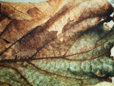 Kurutulmuş sonbahar yaprak, dokulu arka plan görünümünü kapat 