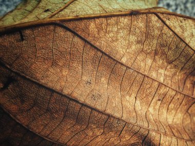 Kurutulmuş sonbahar yaprak, dokulu arka plan görünümünü kapat 