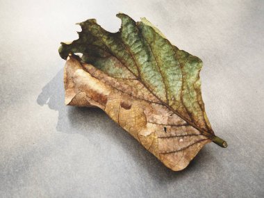 Gri beton zemin üzerine Kurutulmuş yaprak