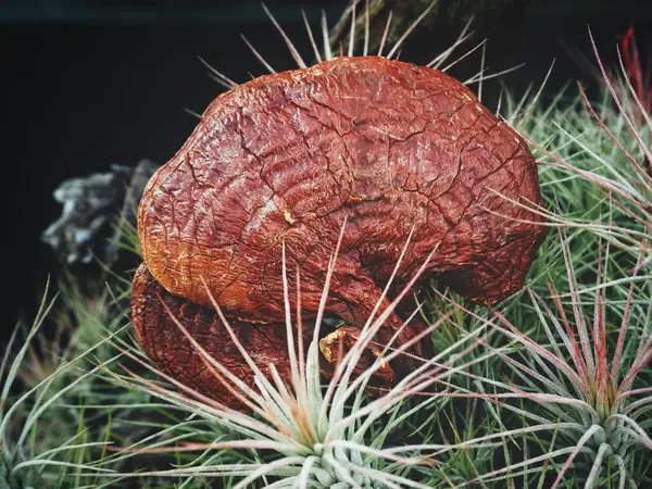 Ganoderma Lucidum Cogumelo Ling Zhi — Fotografia de Stock