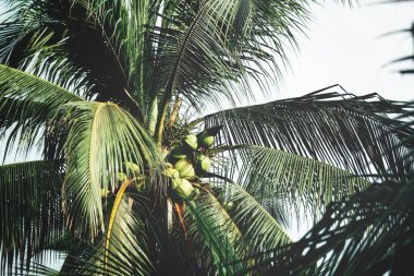 Hindistan cevizi ağacını kapat